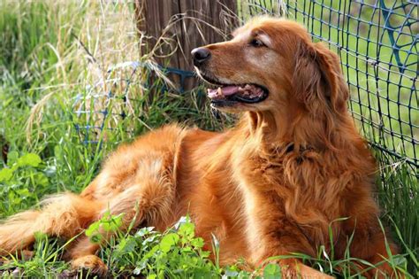 golden retriever puppies grand rapids mi|golden retriever rescue near me.